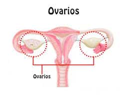 Ovarios