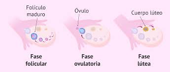 Fases del ciclo menstrual y ovulación