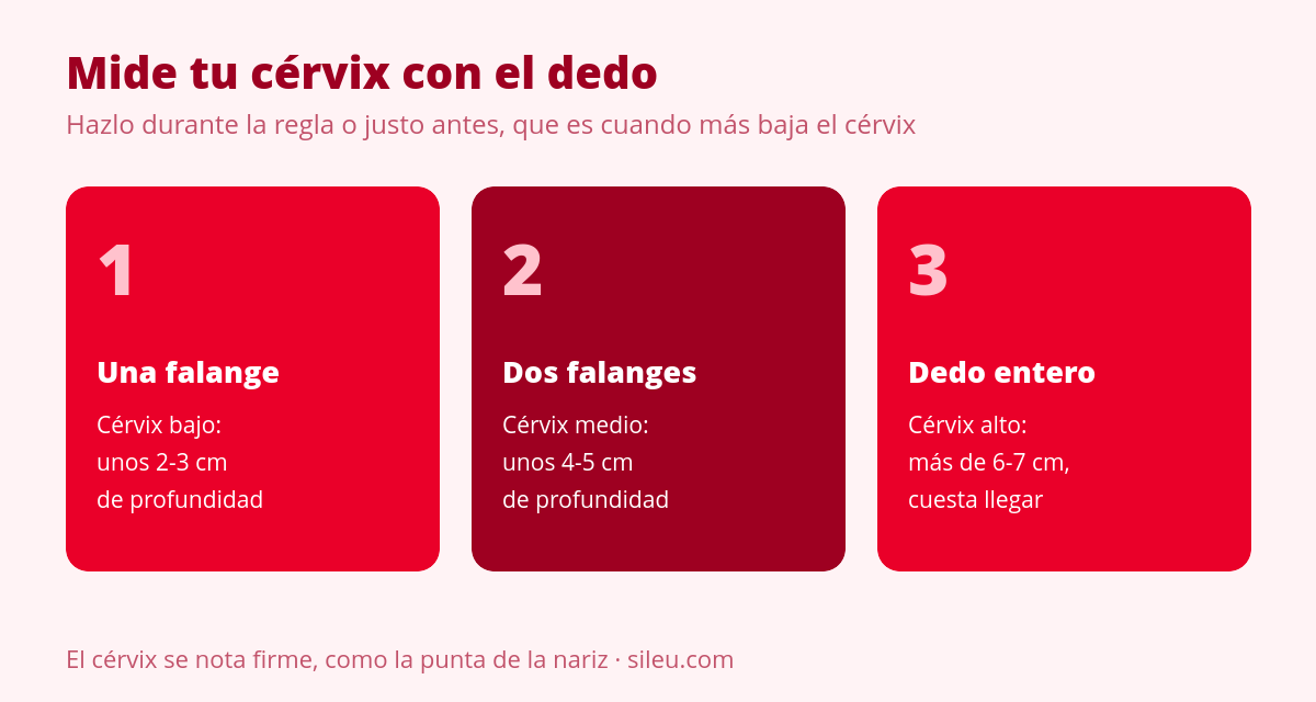 Localiza tu cérvix y elige modelo y talla de copa 1 Cómo medir la altura del cérvix con el dedo para elegir talla de copa menstrual