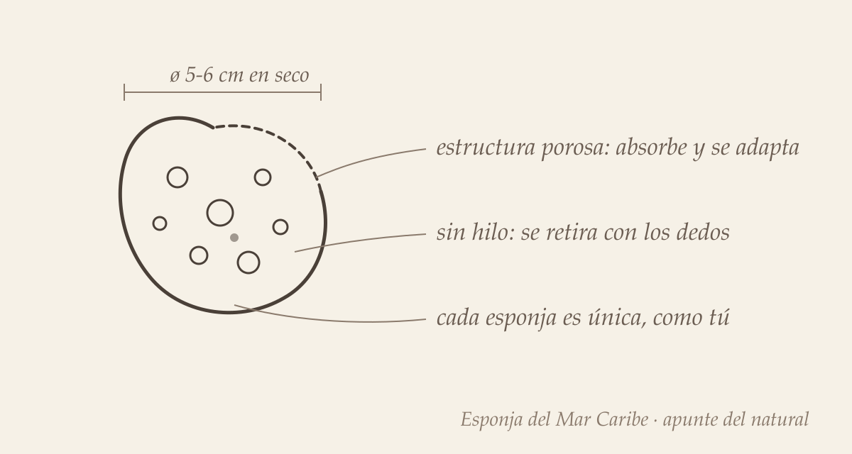 Esponja marina menstrual natural: origen, higiene y cuidados 1 Boceto de una esponja marina menstrual natural con sus poros y medidas