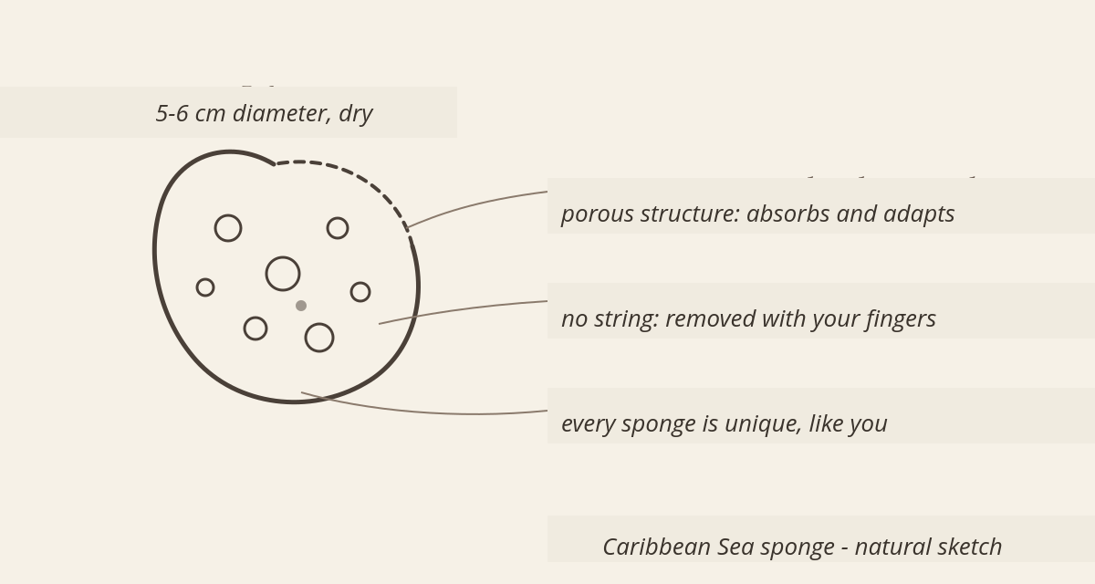 Natural Menstrual Sea Sponge: Origin, Hygiene, and Care 1 Sketch of a natural menstrual sea sponge showing its pores and measurements