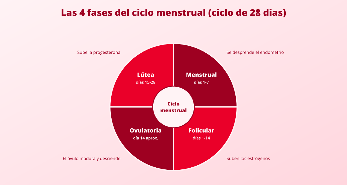 Claves sobre el ciclo menstrual y cómo calcular tu ciclo 1 calcular ciclo menstrual fases del ciclo