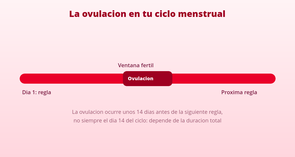 Ovulación: síntomas y señales para reconocerla en tu ciclo 1 Ovulacion en el ciclo menstrual y ventana fertil