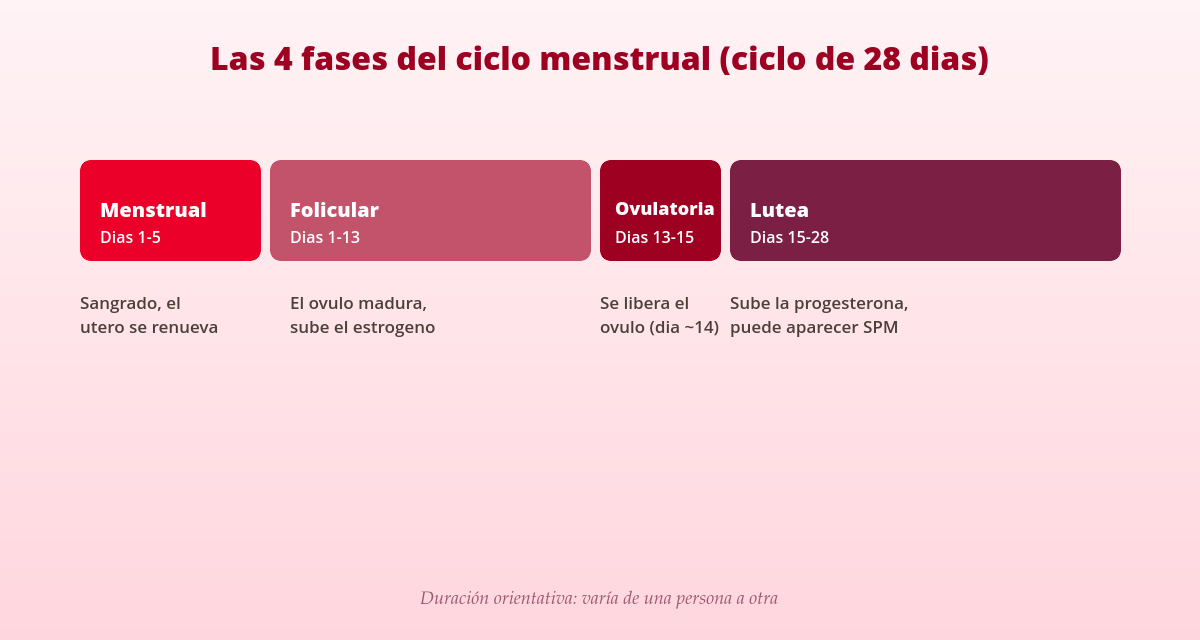 Las 4 fases del ciclo menstrual explicadas (con síntomas de cada una) 1 diagrama de las 4 fases del ciclo menstrual