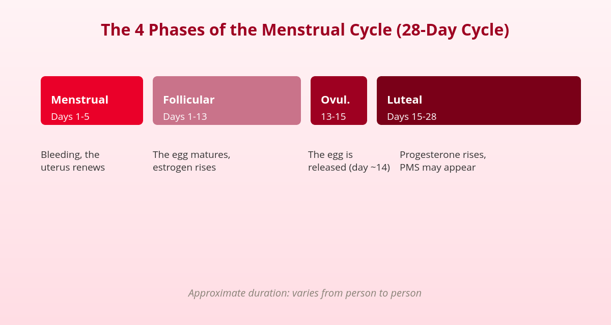 The 4 Phases of the Menstrual Cycle Explained (With Symptoms) 1 diagram of the 4 phases of the menstrual cycle