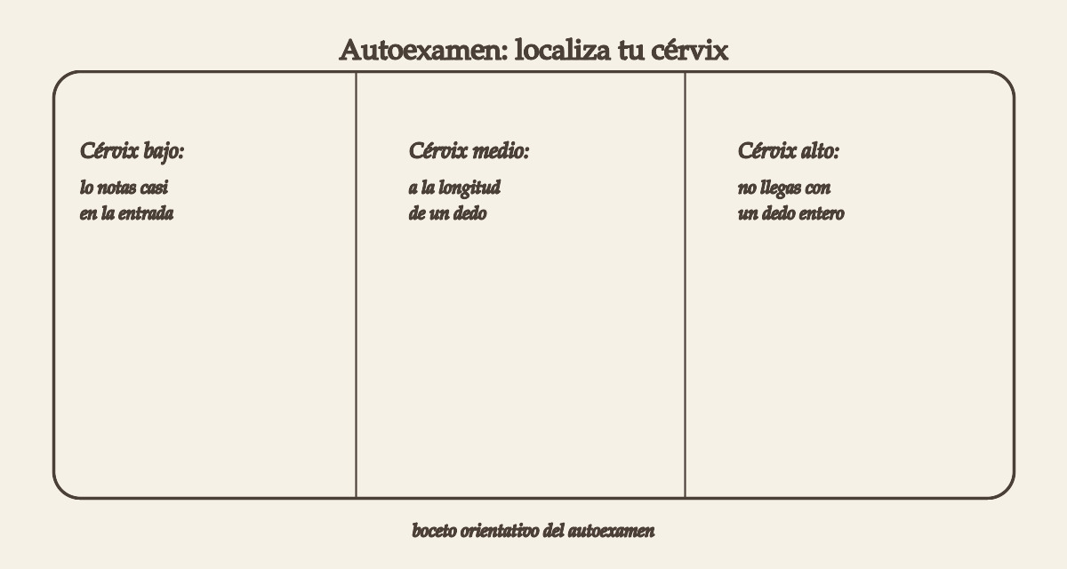 Copas menstruales para cérvix alto 1 como saber si tienes copa menstrual cervix alto con autoexamen